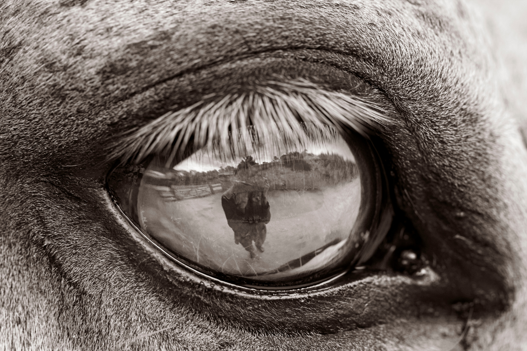 Unbridled Synchrony A photographic exhibition by Astrid Muñoz